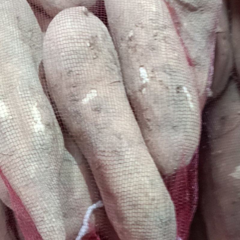 龙薯
