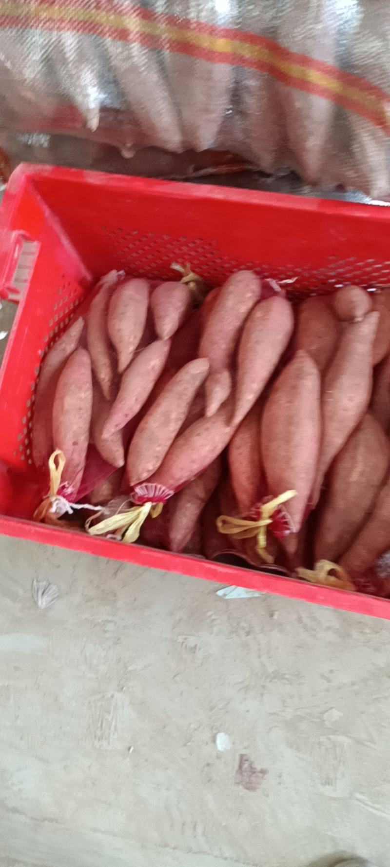 龙薯