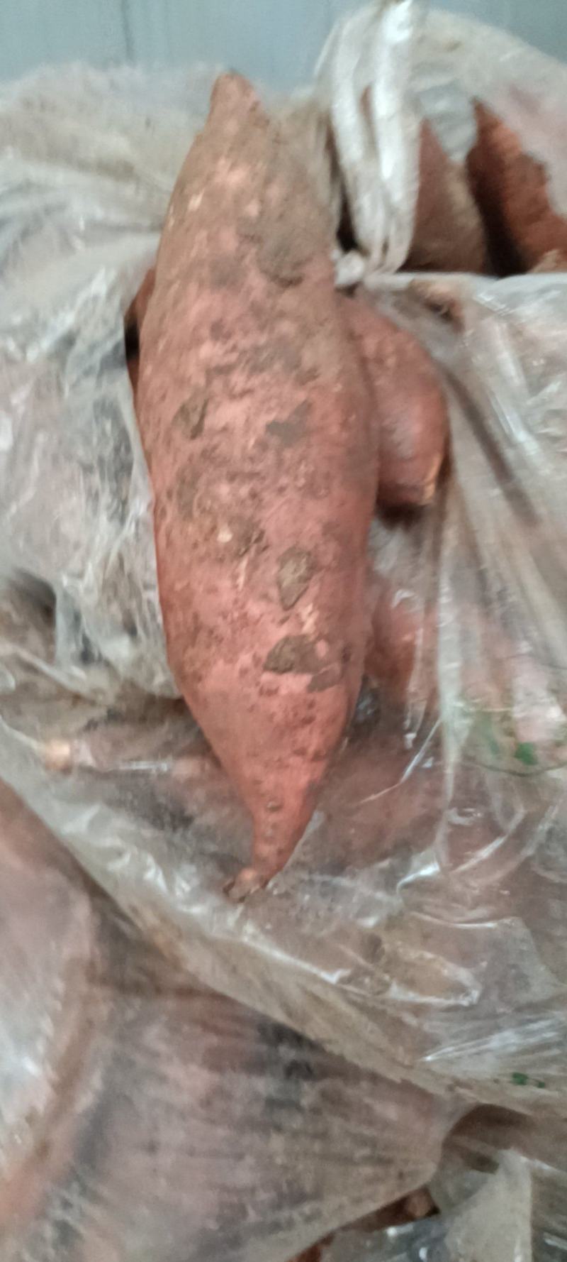 龙薯