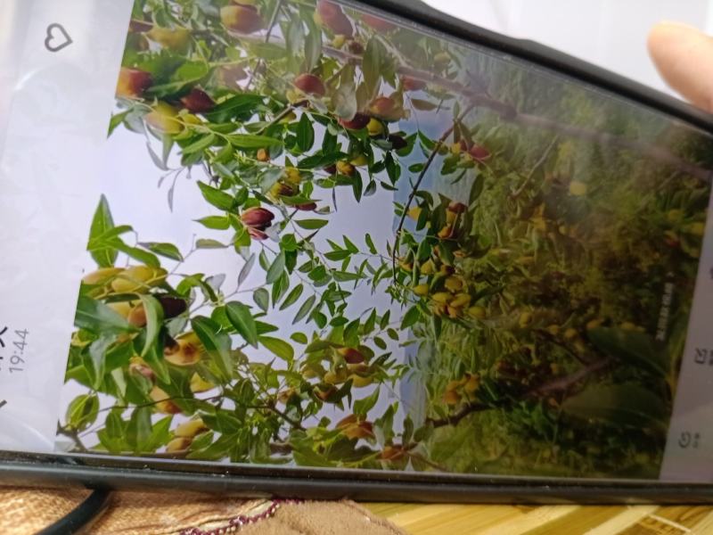 滦县山地马牙枣大量上市了，甜又脆水分足，代办多年经验，