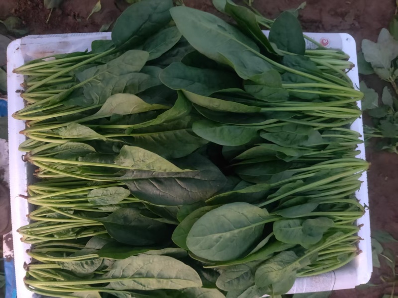 各种规格的菠菜