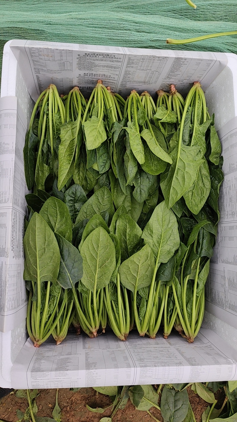 各种规格的菠菜