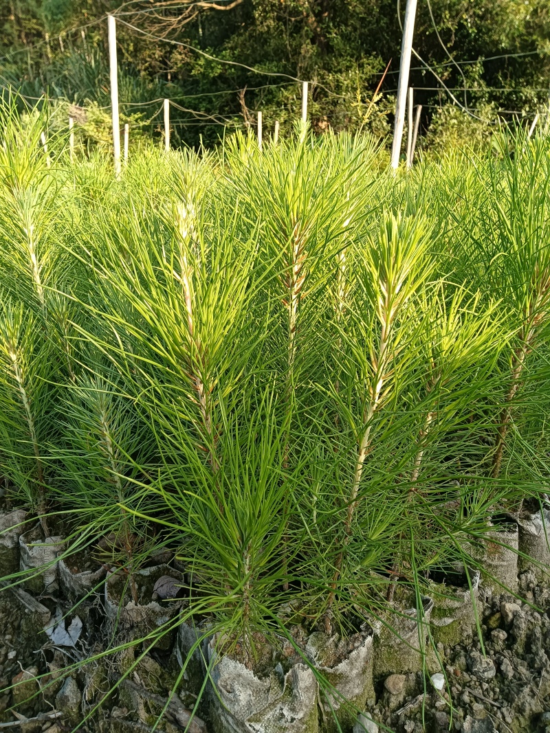 湿地松杯苗基地直供常年供应规格齐全价格优惠