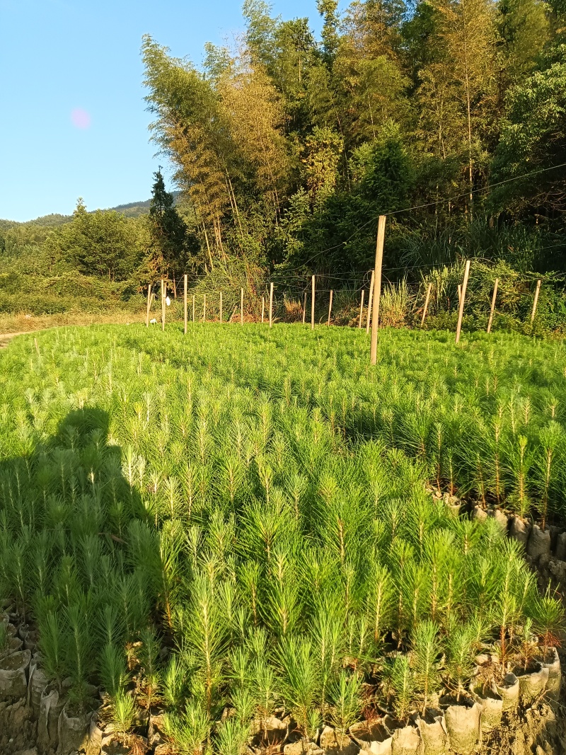 湿地松杯苗基地直供常年供应规格齐全价格优惠