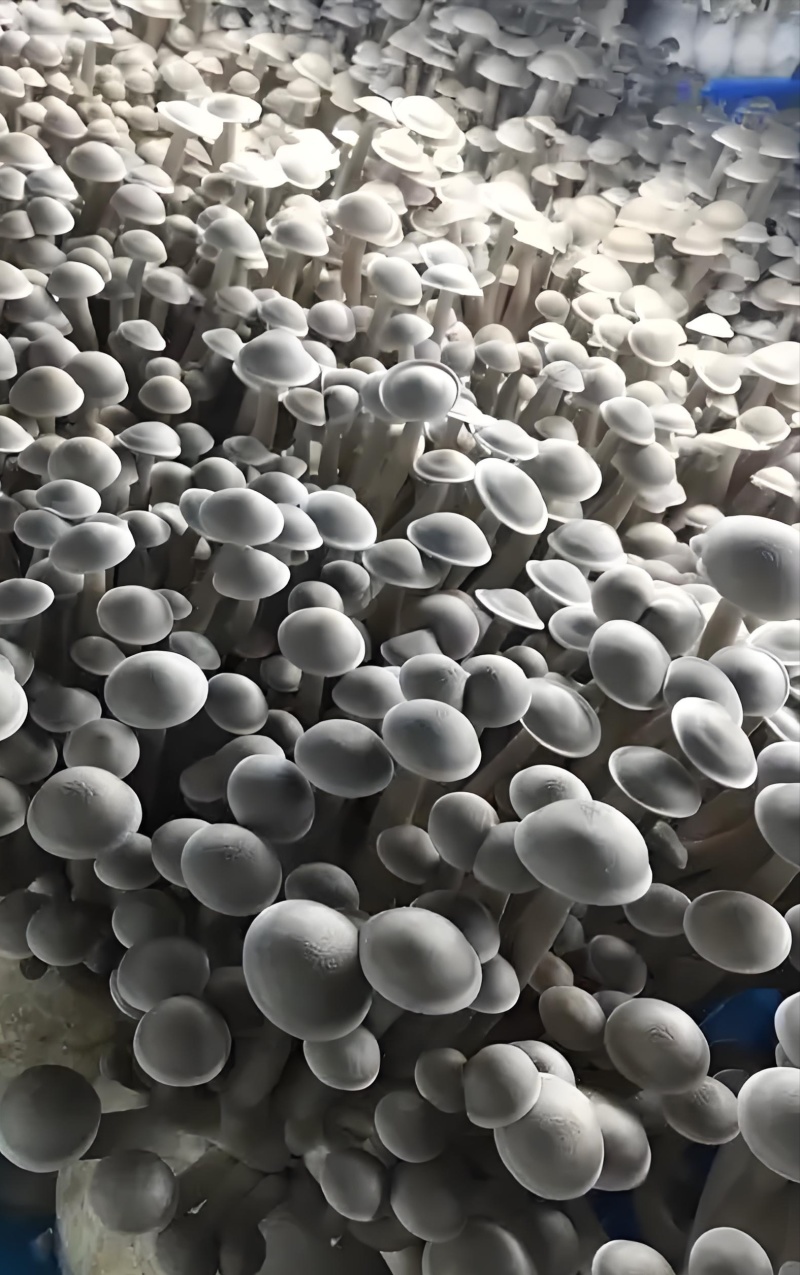 鹿茸菇菌种，食用菌种，北风菌种，原种，现货供应