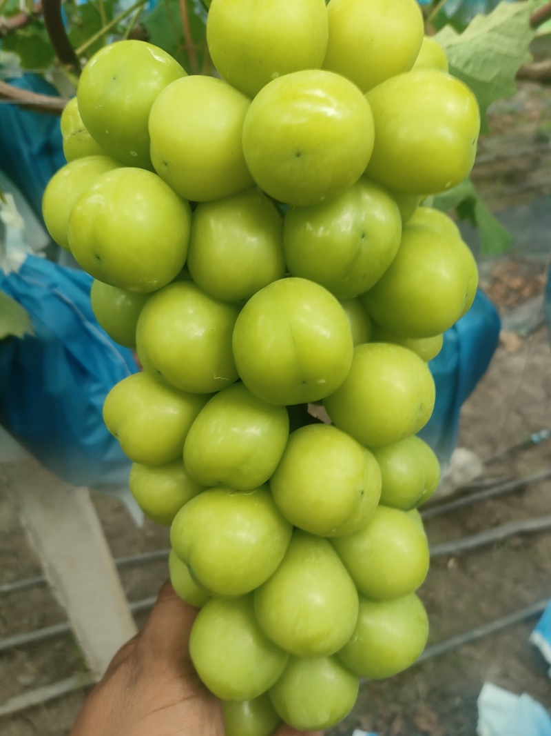大串大颗粒阳光玫瑰甜度达标。