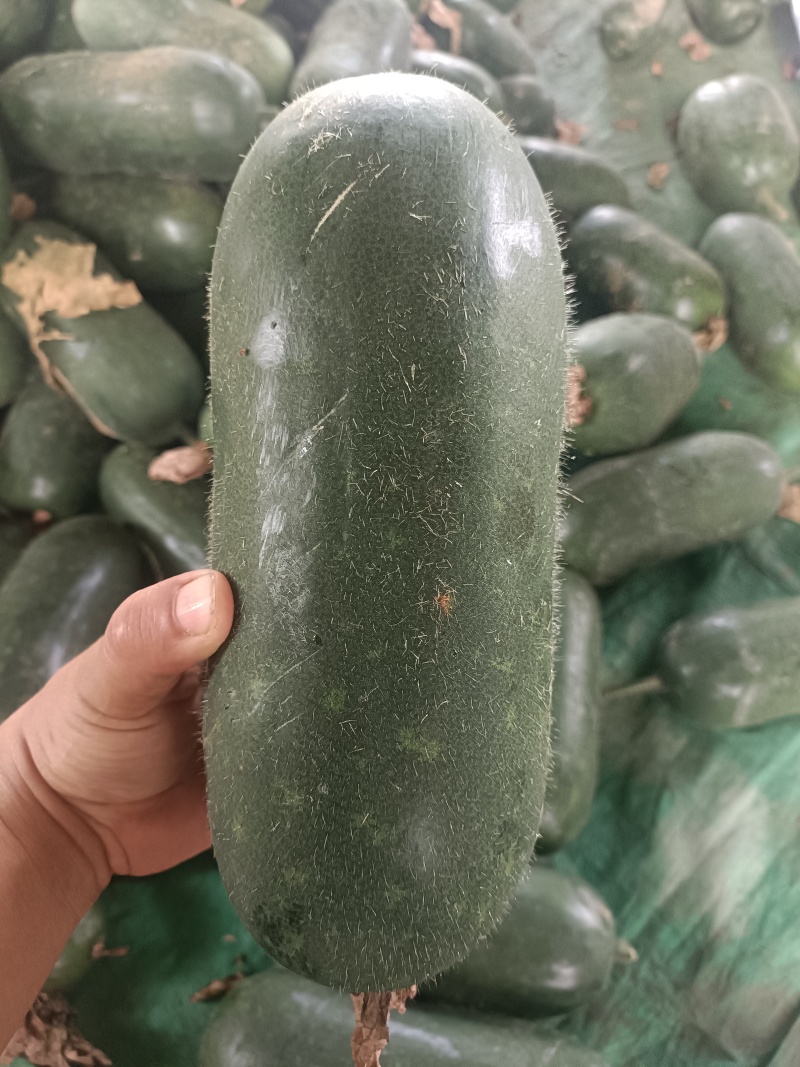 精品吊冬瓜产地直销量大质优价格优惠欢迎咨询采购