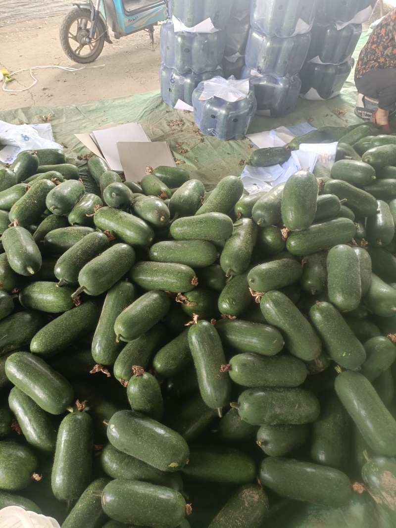 精品吊冬瓜产地直销量大质优价格优惠欢迎咨询采购