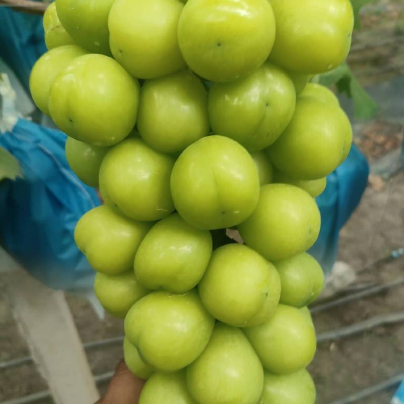大串大颗粒阳光玫瑰甜度达标。