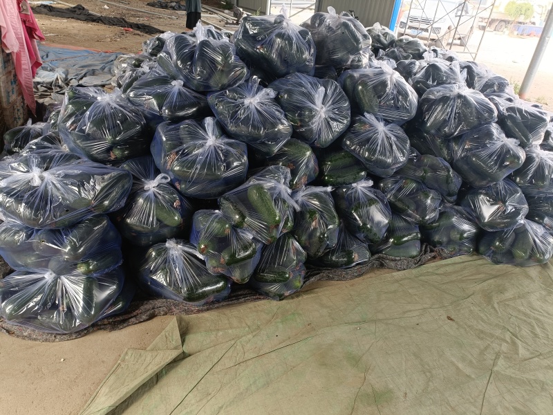 精品吊冬瓜产地直销量大质优价格优惠欢迎咨询采购