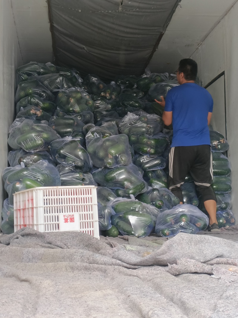 精品吊冬瓜产地直销量大质优价格优惠欢迎咨询采购