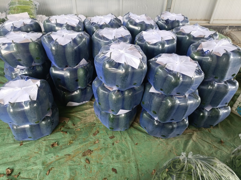 精品吊冬瓜产地直销量大质优价格优惠欢迎咨询采购