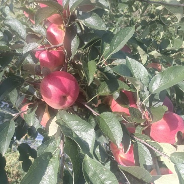 苹果