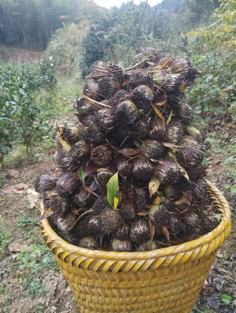 白术种子