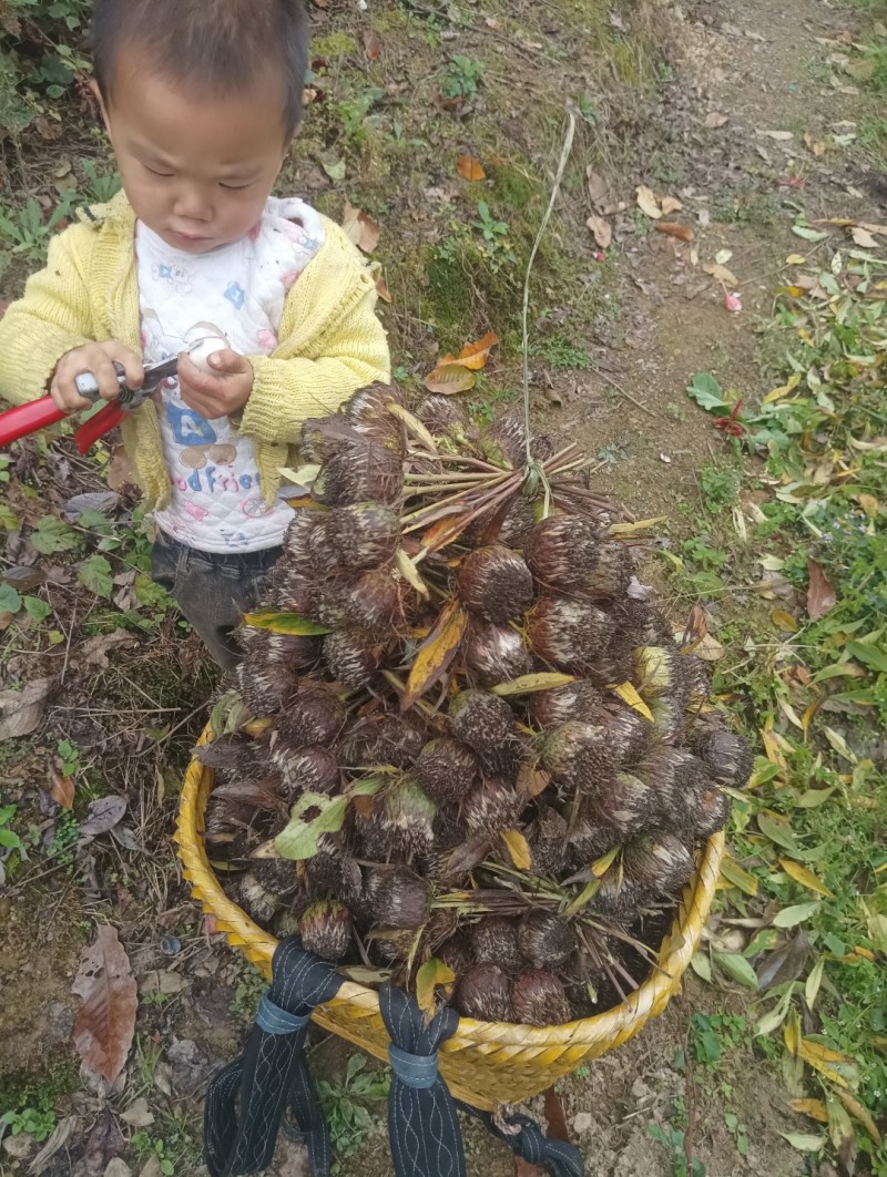 白术种子