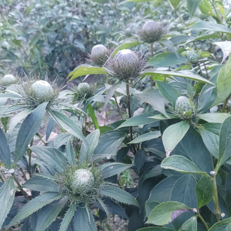 白术种子