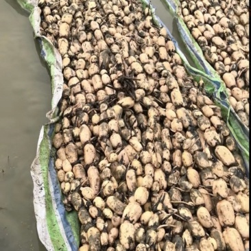 湖北洪湖莲藕《鄂莲6号莲藕全国直销》毛货，净货按需分拣。