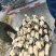 湖北洪湖莲藕《鄂莲6号莲藕全国直销》毛货，净货按需分拣。