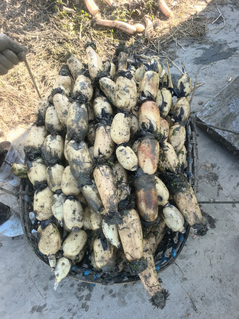 湖北洪湖莲藕《鄂莲6号莲藕全国直销》毛货，净货按需分拣。