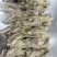 牛排，边角料，生的
