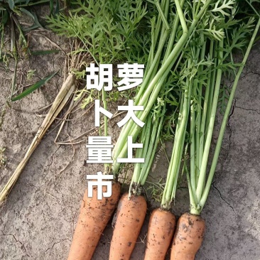 大量供应胡萝卜