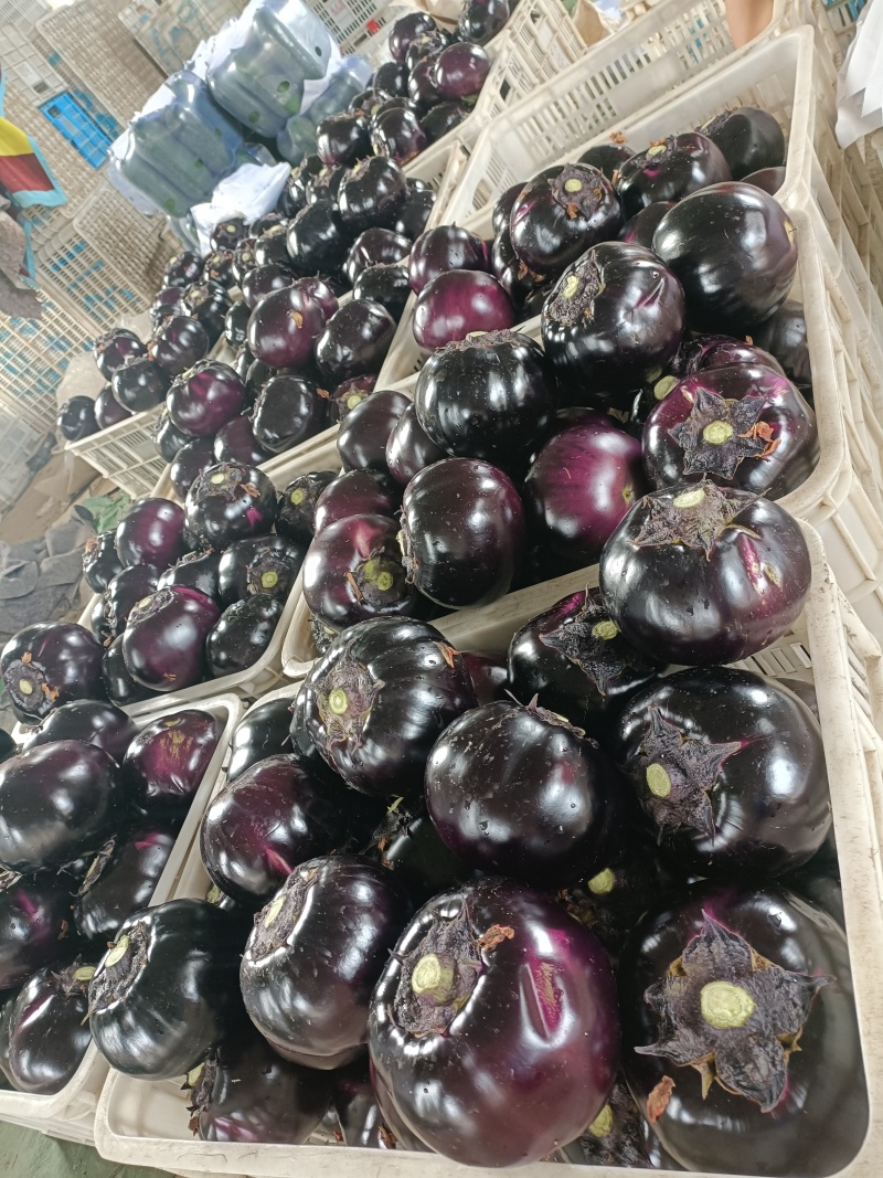青州精品紫光圆茄茄子产地直销量大质优价格优惠