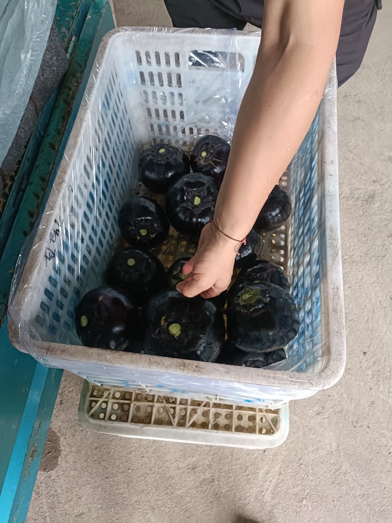 青州精品紫光圆茄茄子产地直销量大质优价格优惠