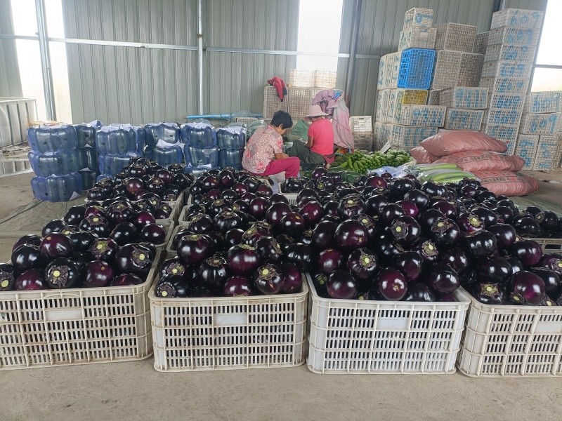 青州精品紫光圆茄茄子产地直销量大质优价格优惠