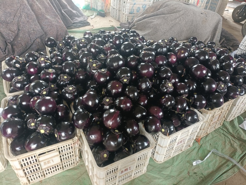 青州精品紫光圆茄茄子产地直销量大质优价格优惠