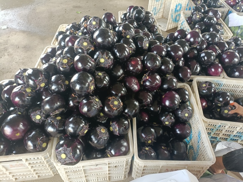 青州精品紫光圆茄茄子产地直销量大质优价格优惠