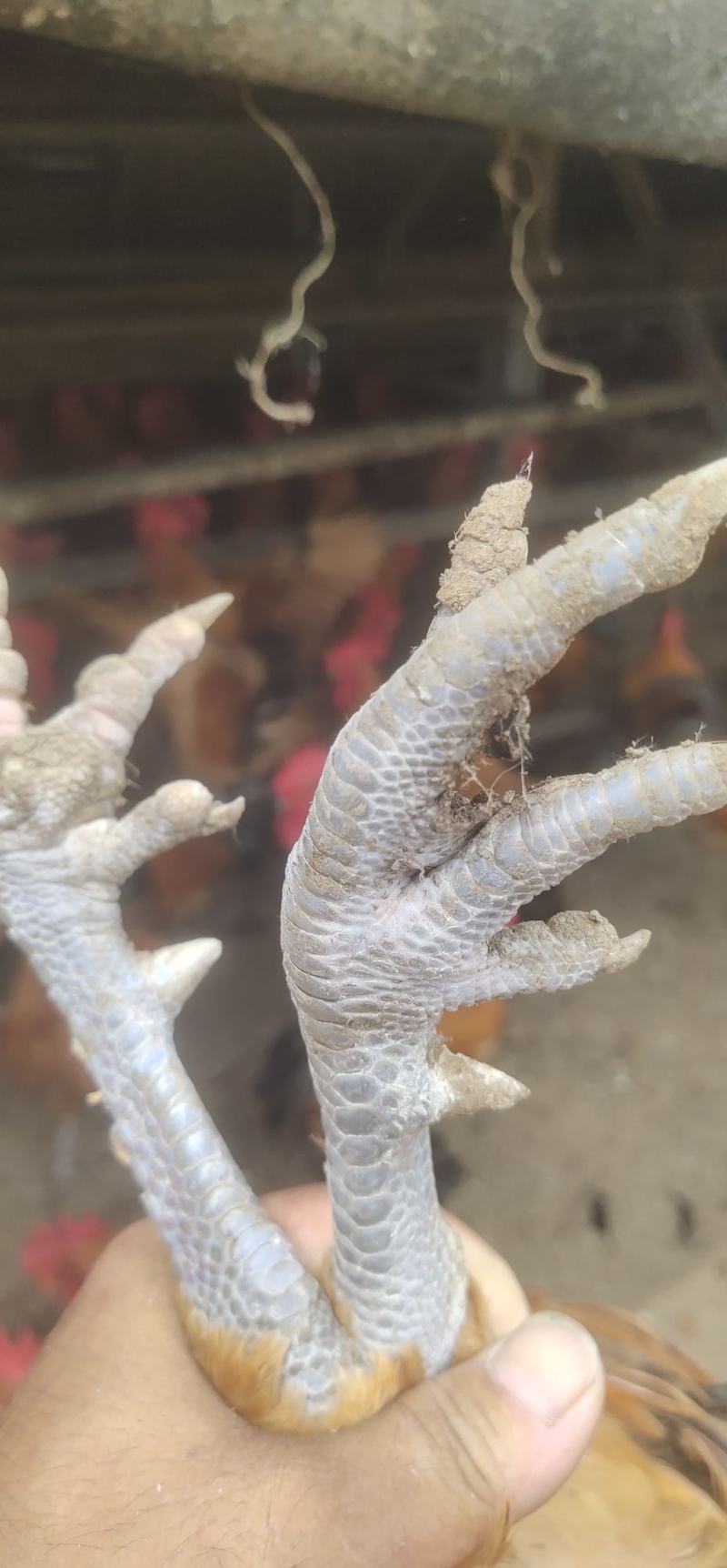 沂蒙山大公鸡