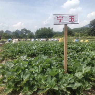 品种:优质宁玉草莓苗