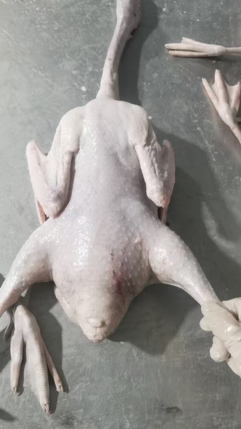 广东黑棕鹅，草鹅和棚鹅，各种规格齐全