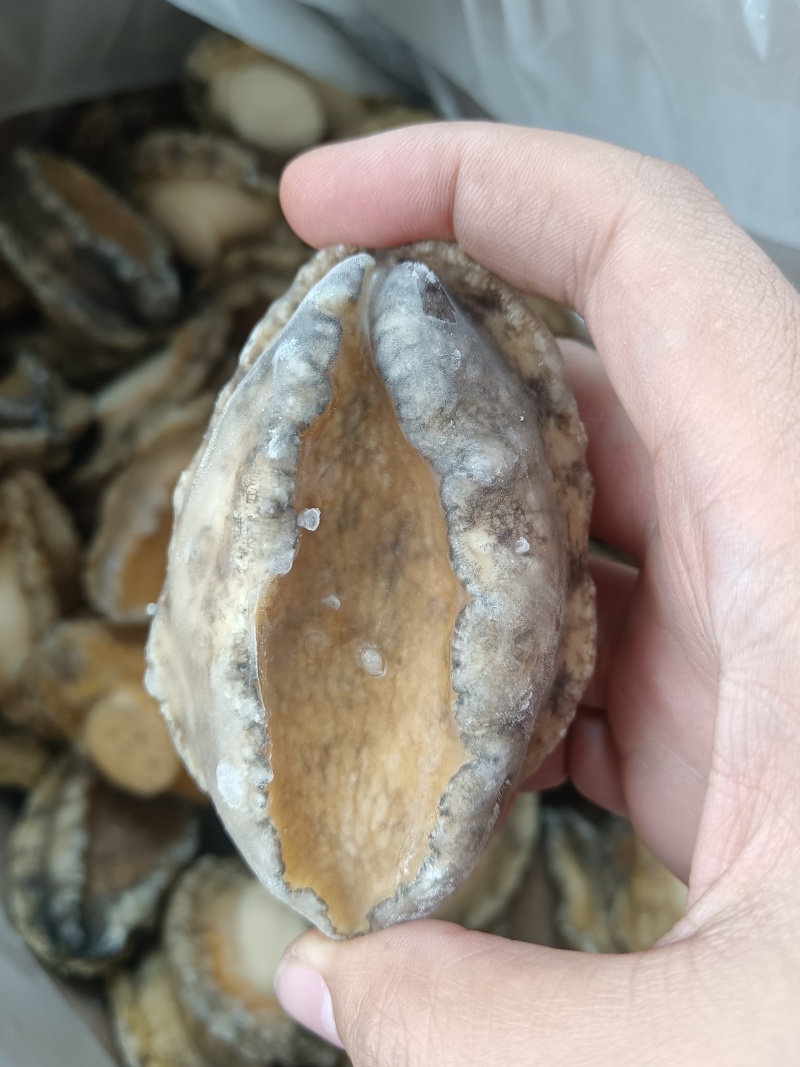 鲍鱼肉