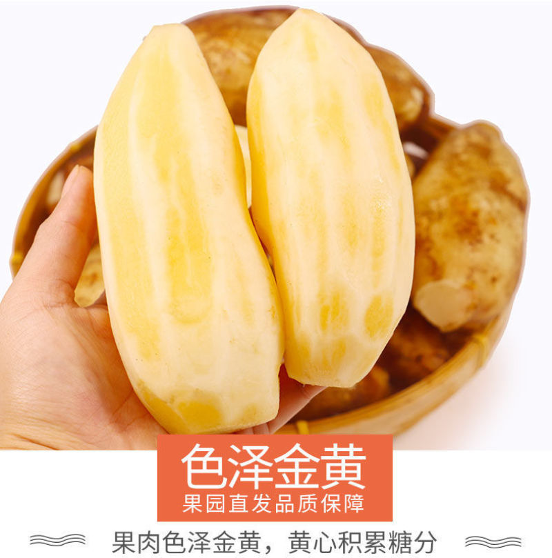 包邮【新鲜现挖】云南天山雪莲果新鲜整箱红心特级包邮现挖
