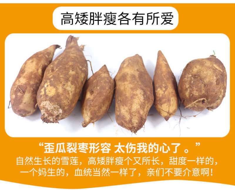 包邮【新鲜现挖】云南天山雪莲果新鲜整箱红心特级包邮现挖