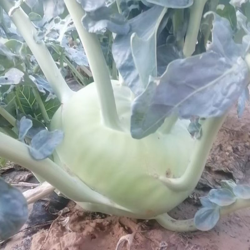 陕西精品苤蓝，大量上市，现摘现发，视频实地看货，质量保证
