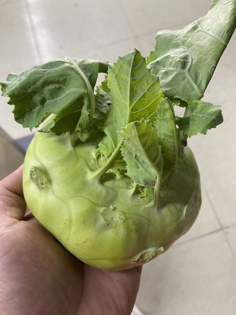 陕西精品苤蓝，大量上市，现摘现发，视频实地看货，质量保证