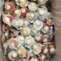 半壳扇贝小红贝扇贝烧烤食材海鲜