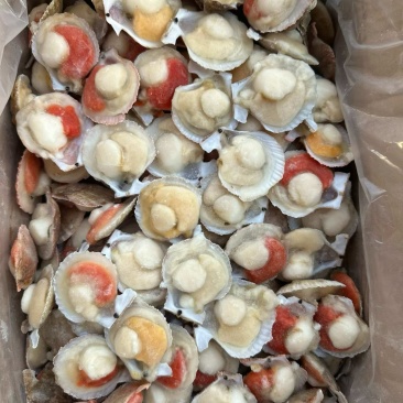 半壳扇贝小红贝扇贝烧烤食材海鲜