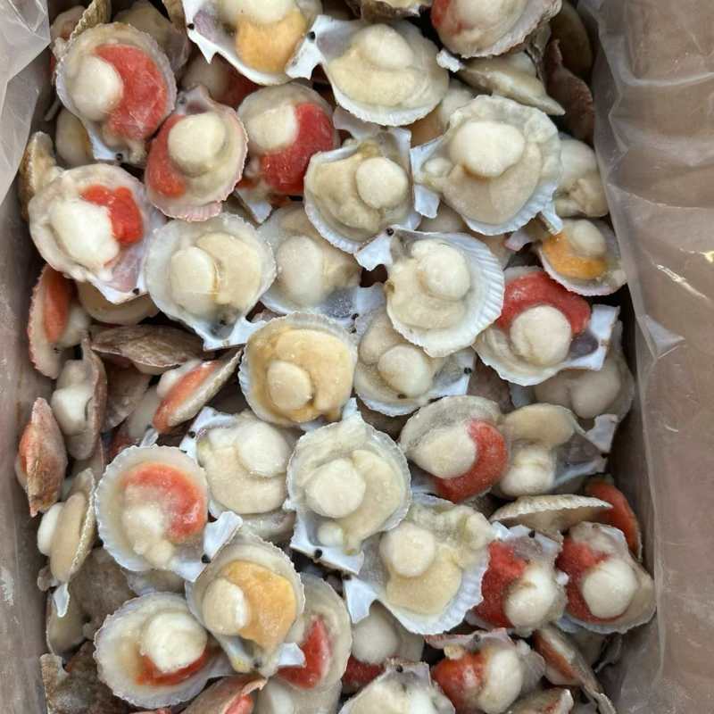 半壳扇贝小红贝扇贝烧烤食材海鲜