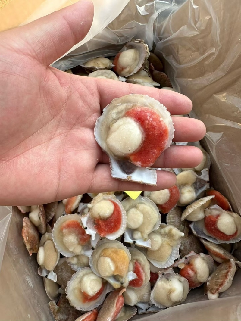 半壳扇贝小红贝扇贝烧烤食材海鲜