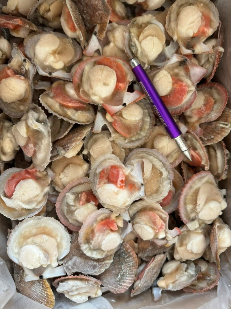 半壳扇贝小红贝扇贝烧烤食材海鲜