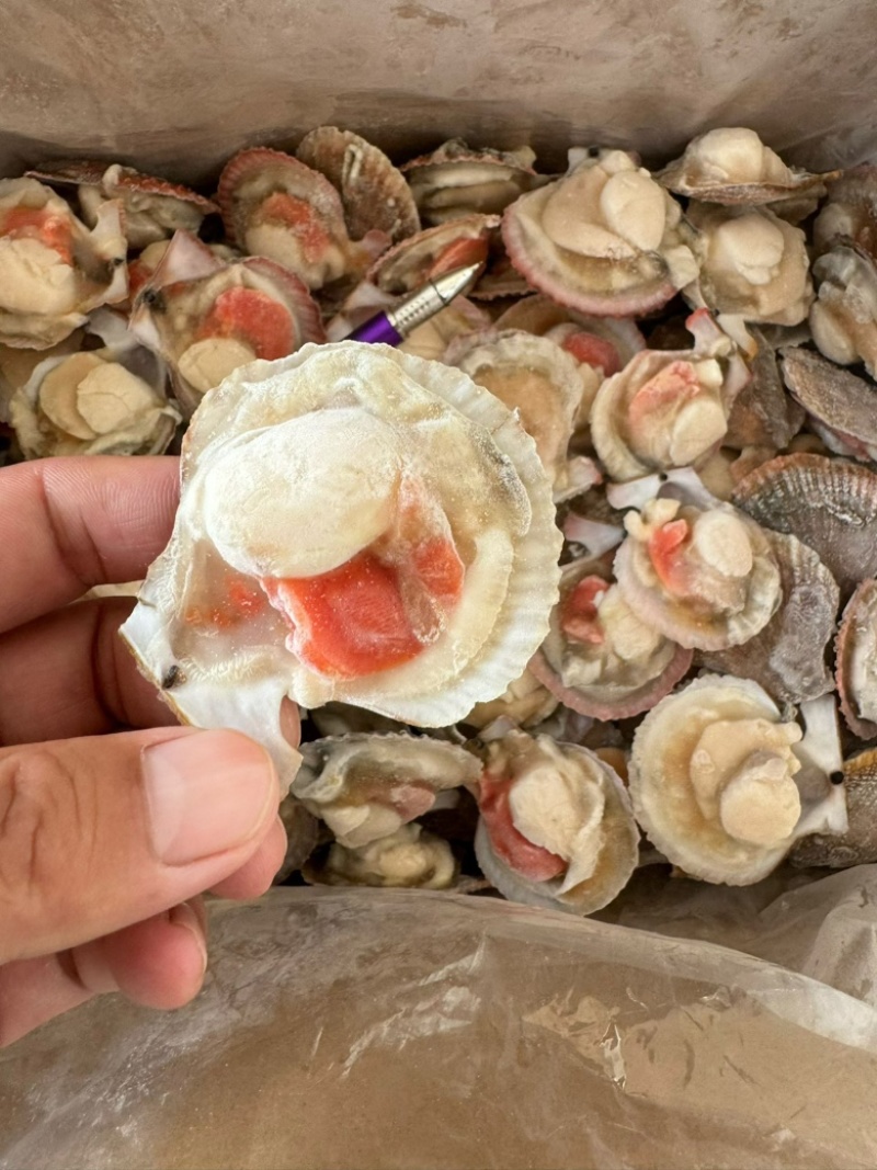 半壳扇贝小红贝扇贝烧烤食材海鲜