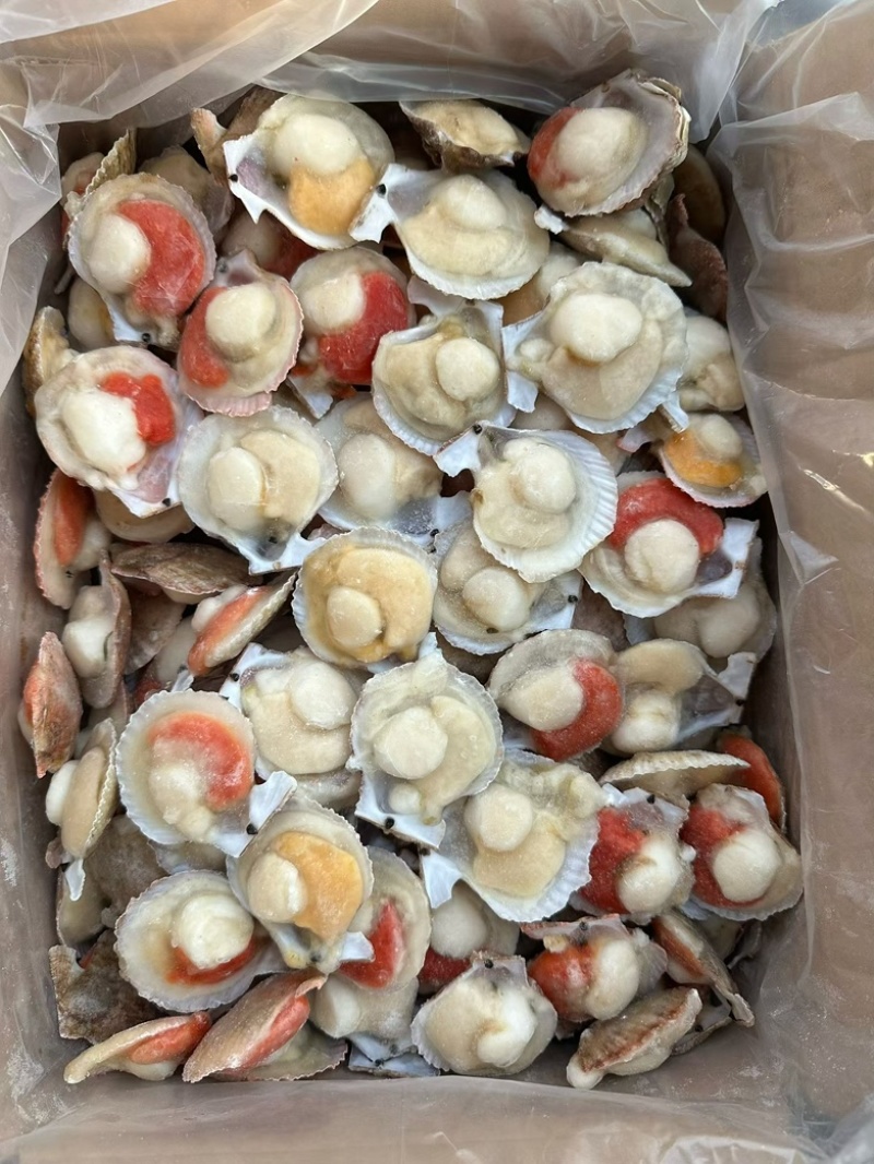 半壳扇贝小红贝扇贝烧烤食材海鲜