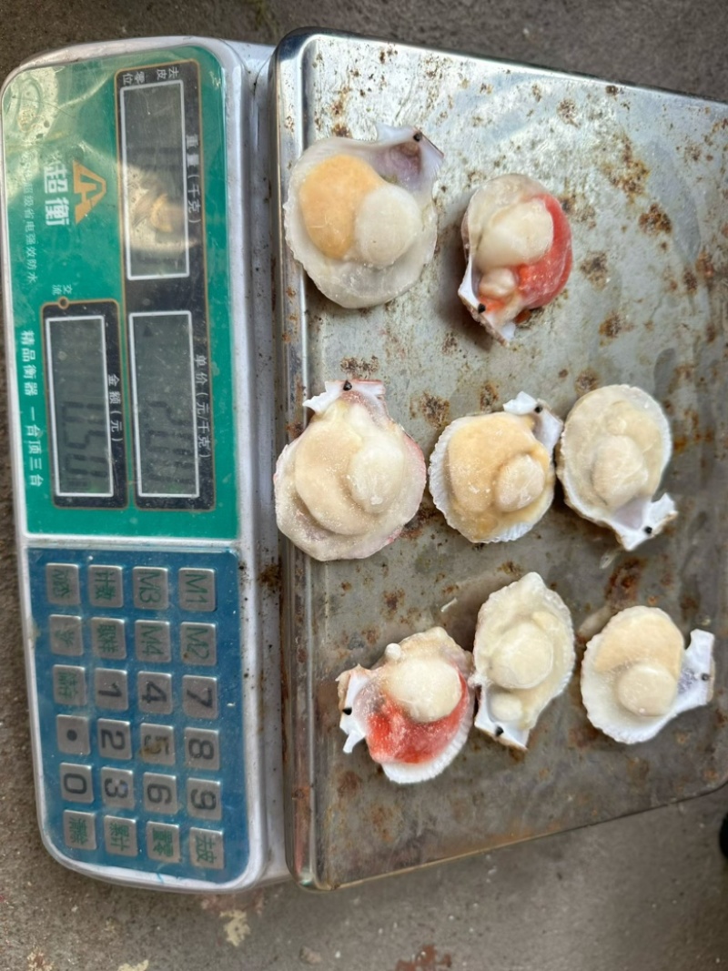 半壳扇贝小红贝扇贝烧烤食材海鲜
