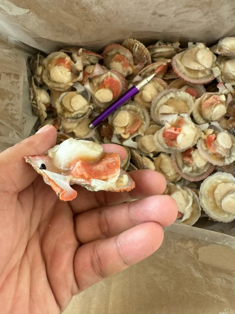 半壳扇贝小红贝扇贝烧烤食材海鲜