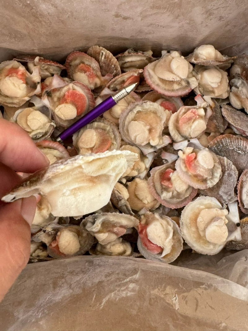 半壳扇贝小红贝扇贝烧烤食材海鲜