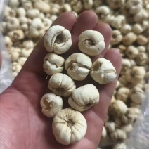 6年太白贝母川贝母青贝药厂投料成品干货