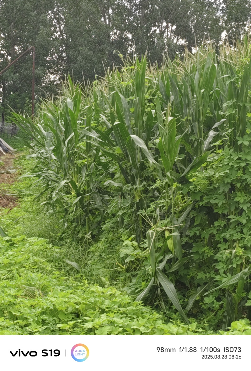密云本地老味玉米